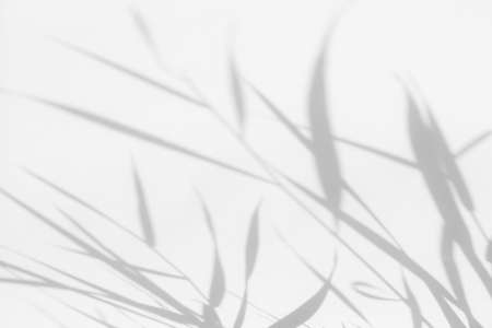 Overlay effect for photo. Blurred gray shadows of delicate grass on a white wall. Abstract neutral nature concept background. Space for text. Shadow for natural light effects.の写真素材