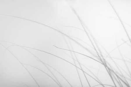 Overlay effect for photo. Blurred gray shadows of delicate grass on a white wall. Abstract neutral nature concept background. Space for text. Shadow for natural light effects.の写真素材