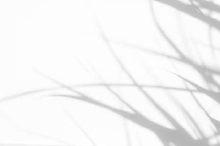 Overlay effect for photo. Blurred gray shadows of delicate grass on a white wall. Abstract neutral nature concept background. Space for text. Shadow for natural light effects.の写真素材