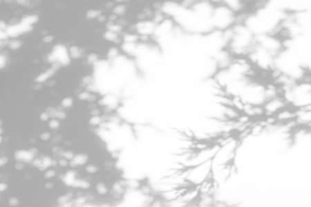 Blurred overlay effect for photo. Gray shadows of tree branches on a white wall. Abstract neutral...