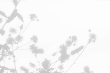 Overlay effect for photo. Blurred gray shadows of dandelion flowers and delicate grass on a white wall. Abstract neutral nature concept background. Space for text. Shadow for natural light effects.の写真素材