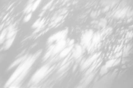 Blurred overlay effect for photo. Gray shadows of tree branches on a white wall. Abstract neutral...