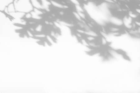 gray shadow of hawthorn leaves on a white wall