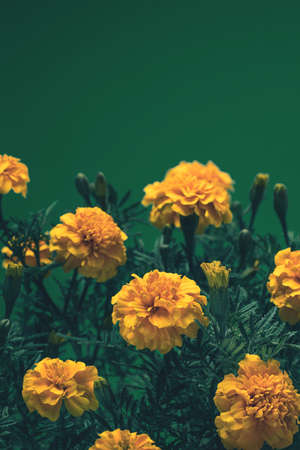 orange marigold flowers on dark green backgroundの写真素材