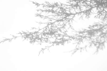 shadows of fir tree branches on a white wallの写真素材