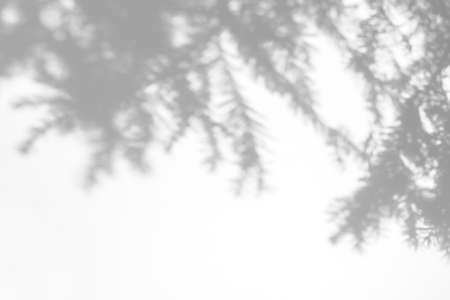 shadows of fir tree branches on a white wallの写真素材