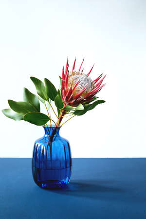 King Protea cynaroides flower with leaves in blue glass vase on blue tableの写真素材