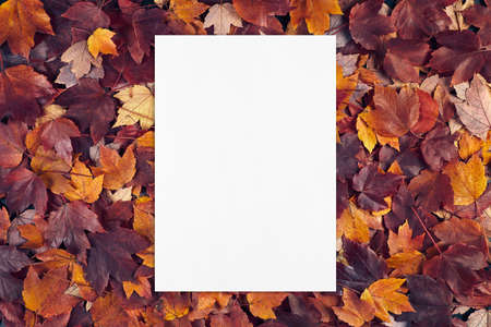 empty white card mockup on fall leaves texture background.の写真素材
