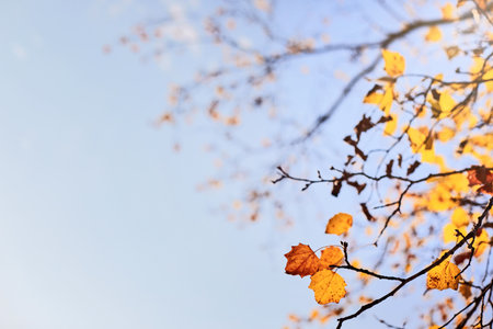 Beautiful autumn scene with yellow leaves, blurred brown branches and blue sunny sky background with copy space. Vintage fall Natural garden landscape backdrop for social media, seasonal quotesの写真素材