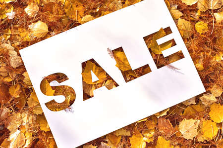 Sale text cut out on white paper card lying on background of autumn fall leaves