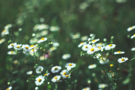 Summer meadow with chamomile flowersの写真素材