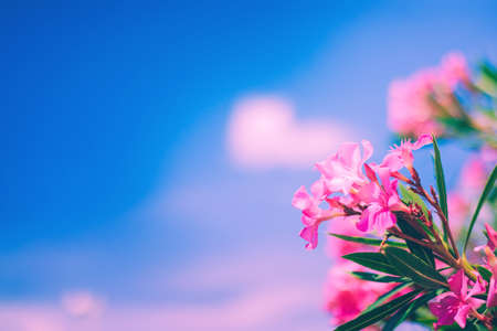 Bright pink oleander flowers with blue sky and pink clouds backgroundの写真素材