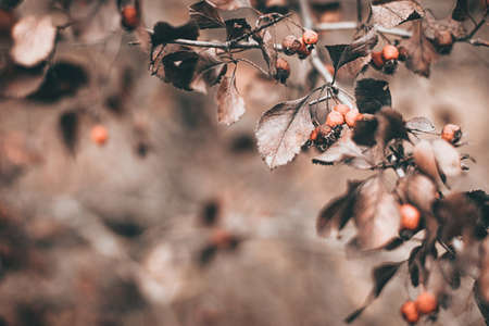autumn scene with brown branches on blurred fall leaves backgroundの写真素材
