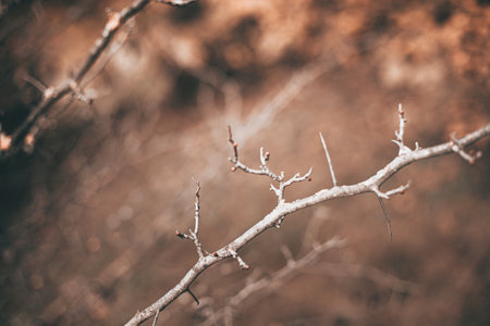 autumn scene with brown branches on blurred fall leaves background