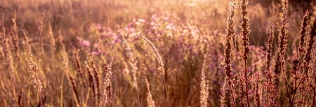 Seasonal sale website banner with wild grass on a meadow