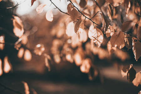 autumn scene with orange leaves and blurred brown branchesの写真素材