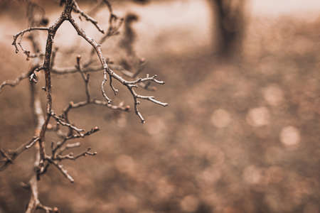 autumn scene with brown branches on blurred fall leaves backgroundの写真素材