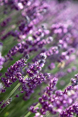 Lavender flower field at sunset rays