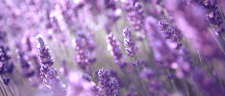 Banner with lavender flower field at sunset rays
