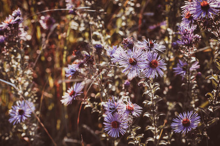 Autumn wild grass and flowers on a meadowの写真素材