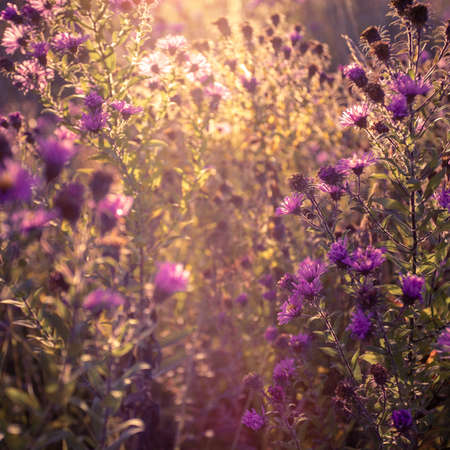 Autumn wild grass and flowers on a meadow
