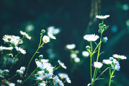Summer meadow with chamomile flowers