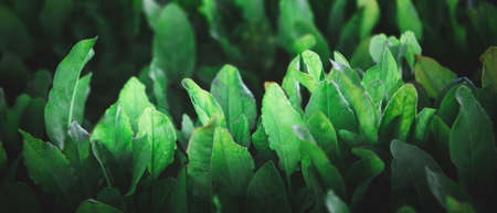 Closeup of rows of organic healthy green lettuce plantsの写真素材