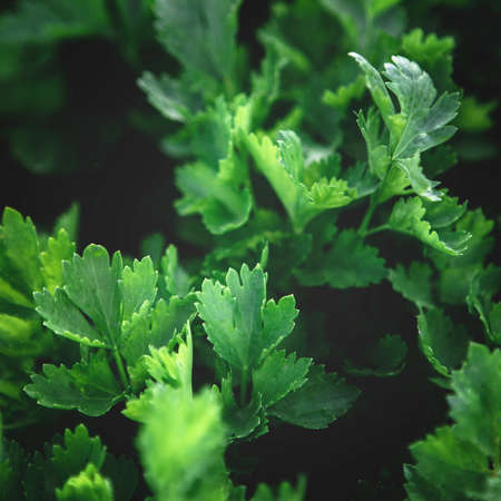 Closeup of rows of organic healthy green parsley plants