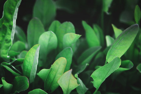 Closeup of rows of organic healthy green sorrel, spinach plantsの写真素材