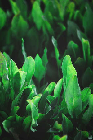 Closeup of rows of organic healthy green sorrel, spinach plantsの写真素材