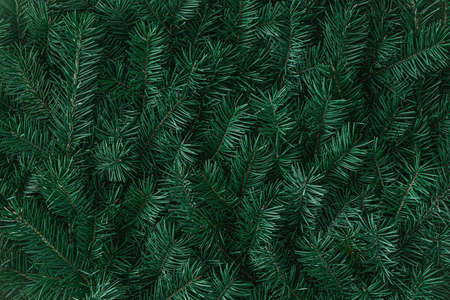 Natural fir tree branches texture winter pattern