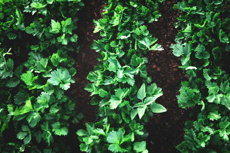 Closeup of rows of organic healthy green parsley plantsの写真素材