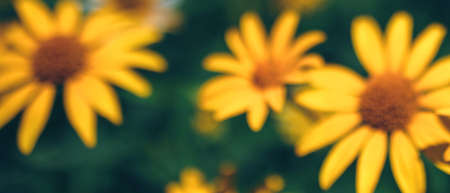 Banner with blurred yellow false sunflower in summer flower gardenの写真素材