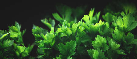 Banner with organic healthy green parsley plantsの写真素材