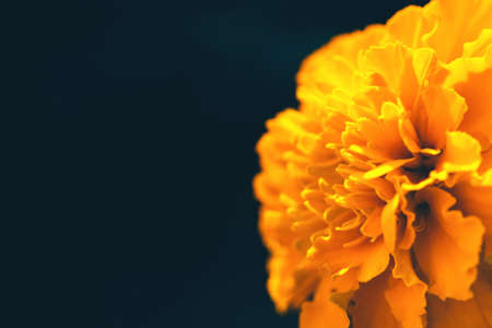 closeup of orange marigold flower on dark backgroundの写真素材