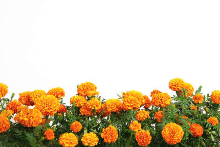 orange marigold flowers border isolated on white backgroundの写真素材