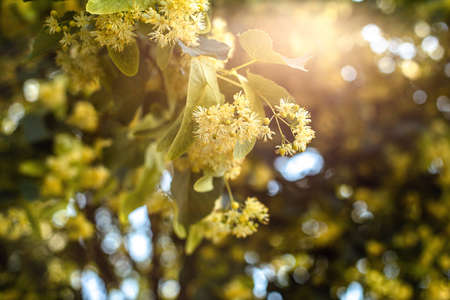 spring background with closeup of Linden tree flowersの写真素材