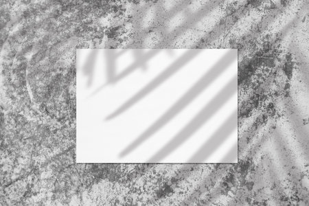 Empty white horizontal rectangle poster mockups with soft palm leaves shadowの写真素材