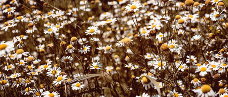banner with medical roman Chamomile flowers Fieldの写真素材