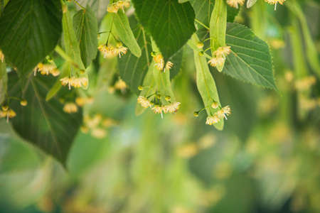 spring background with closeup of Linden tree flowers