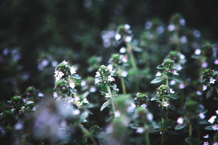 Sweet Basil green plants with flowers growing textureの写真素材
