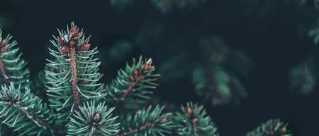 banner with pine branches on dark copy spaceの写真素材
