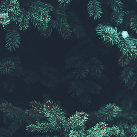 closeup of pine branches with dark copy spaceの写真素材
