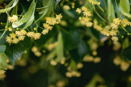 spring background with closeup of Linden tree flowers