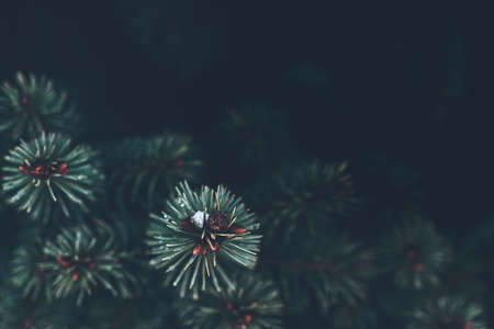 closeup of pine branches with dark copy spaceの写真素材
