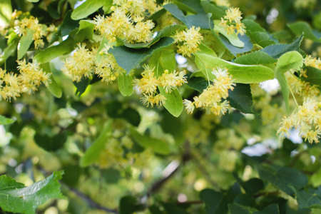 spring background with closeup of Linden tree flowers