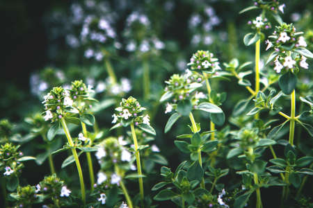 Sweet Basil green plants with flowers growing textureの写真素材
