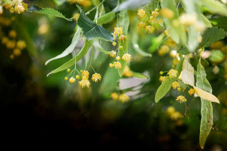 spring background with closeup of Linden tree flowersの写真素材