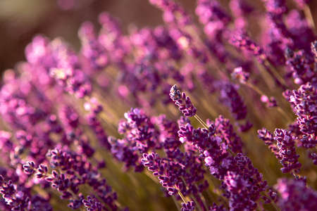 closeup of Lavender flower field at sunset rays
