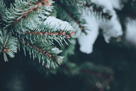 closeup of fir tree branches with dark copy spaceの写真素材